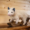 Full Body Opossum Taxidermy Mount SW10301