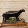 life size full body honey badger ratel taxidermy mount for sale