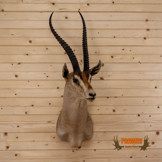 premier quality grant's gazelle taxidermy shoulder mount for sale