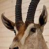 Grant's Gazelle Taxidermy Shoulder Mount SW10328