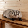 Badger Lifesize Full Body Taxidermy Mount SW10377