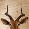 African Impala Taxidermy Mount SW10405