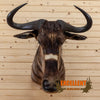 african nyasa wildebeest taxidermy shoulder mount for sale safariworks decor