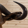 Excellent African Nyasa Wildebeest Taxidermy Shoulder Mount SW10407