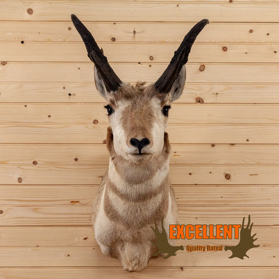 pronghorn antelope taxidermy shoulder mount for sale safariworks decor