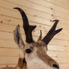 Excellent Pronghorn Antelope Taxidermy Shoulder Mount SW10448