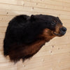 Excellent Black Bear Taxidermy Shoulder Mount SW10453
