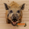 wild boar pig hog taxidermy shoulder mount for sale safariworks decor