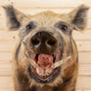 Excellent Wild Boar Hog Taxidermy Shoulder Mount SW10454