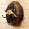 Excellent Musk Ox Taxidermy Shoulder Mount SW10457