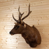 Excellent Sambar Rusa Deer Taxidermy Shoulder Mount SW10459