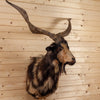 Excellent Spanish Catalina Goat Taxidermy Shoulder Mount SW10470