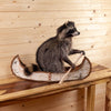 Raccoon Padling Canoe Full Body Taxidermy Mount SW10484