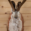 Excellent Jackalope with Whitetail Deer Antlers Taxidermy Shoulder Mount SW10925