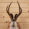 Excellent Jackalope with Whitetail Deer Antlers Taxidermy Shoulder Mount SW10925