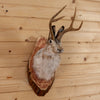 Excellent Jackalope with Whitetail Deer Antlers Taxidermy Shoulder Mount SW10926