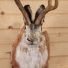 Excellent Jackalope with Whitetail Deer Antlers Taxidermy Shoulder Mount SW10926