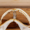 Nice Shark Jaw Set SW10960