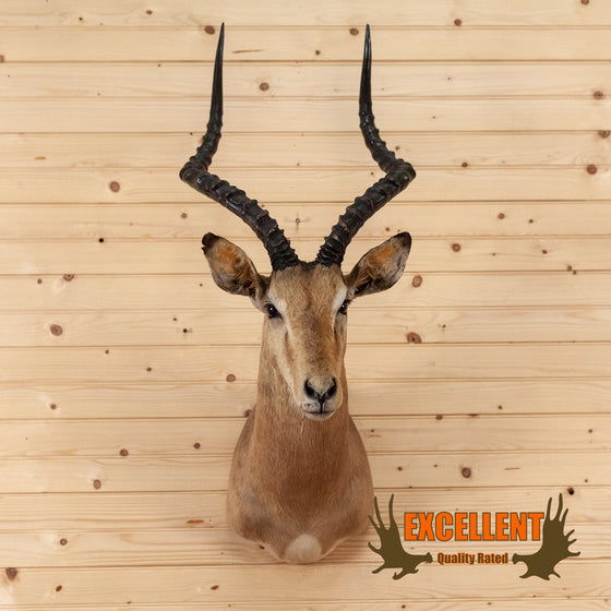 African impala taxidermy shoulder mount for sale