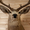 Nice 4X5 9 Point Mule Deer Buck Deer Taxidermy Shoulder Mount SW10974