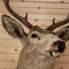 Nice 4X5 9 Point Mule Deer Buck Deer Taxidermy Shoulder Mount SW10974