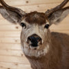Excellent 8 Point Mule Deer Buck Deer Taxidermy Shoulder Mount SW10976
