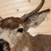 Excellent 8 Point Mule Deer Buck Deer Taxidermy Shoulder Mount SW10976