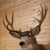 Excellent 5X6 11 Point Mule Deer Buck Deer Taxidermy Shoulder Mount SW10977