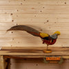 Chinese golden pheasant lifesize taxidermy mount for sale