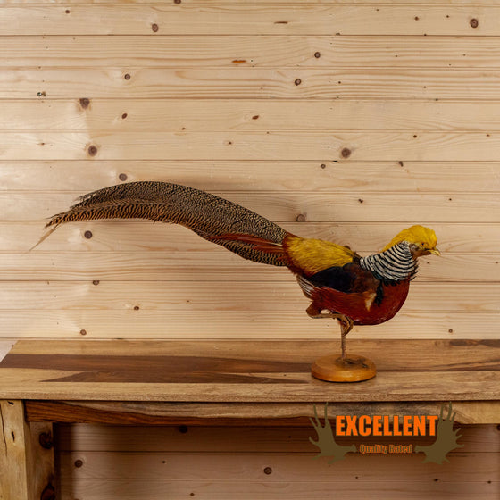 Chinese golden pheasant lifesize taxidermy mount for sale