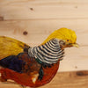Excellent Golden Chinese Pheasant Taxidermy Mount SW10982