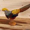 Excellent Golden Chinese Pheasant Taxidermy Mount SW10982