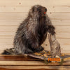porcupine full body taxidermy mount for sale