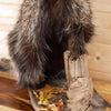 Premier Full Body Porcupine Taxidermy Mount SW10987