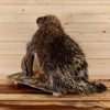Premier Full Body Porcupine Taxidermy Mount SW10987