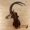 African sable antelope taxidermy shoulder mount for sale