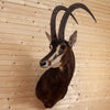 Premier African Sable Antelope Taxidermy Shoulder Mount SW10998