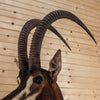 Premier African Sable Antelope Taxidermy Shoulder Mount SW10998