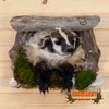 badger half body taxidermy mount for sale