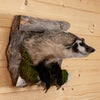 Excellent Peeking Badger Taxidermy Mount SW11043