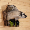 Excellent Peeking Badger Taxidermy Mount SW11044