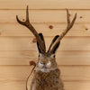 Excellent Jackalope with Whitetail Deer Antlers Taxidermy Shoulder Mount SW11050