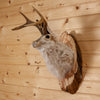Excellent Jackalope with Whitetail Deer Antlers Taxidermy Shoulder Mount SW11052