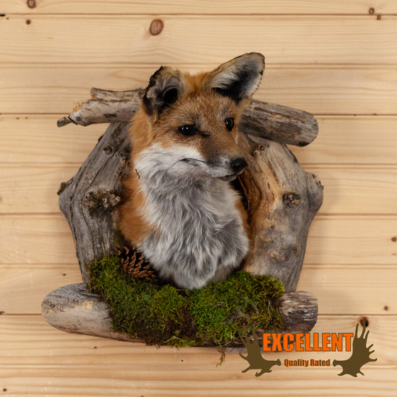 red fox taxidermy shoulder mount for sale