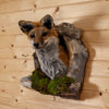 Excellent Red Fox Peeking from Its Den Taxidermy Mount SW11053