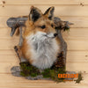 red fox taxidermy shoulder mount for sale