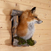 Excellent Red Fox Peeking from Its Den Taxidermy Mount SW11054