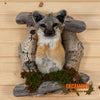 gray fox taxidermy shoulder mount for sale