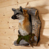 Excellent Gray Fox Peeking from Its Den Taxidermy Mount SW11055