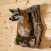 Excellent Gray Fox Peeking from Its Den Taxidermy Mount SW11056